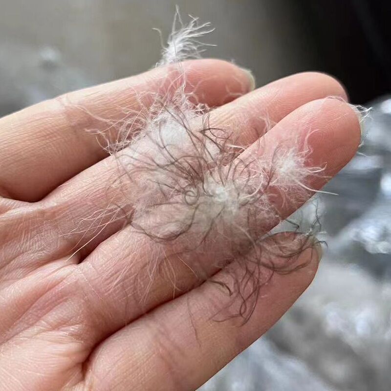 GOOSE DOWN 850FP RDS (8)